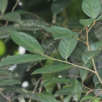 Achariaceae